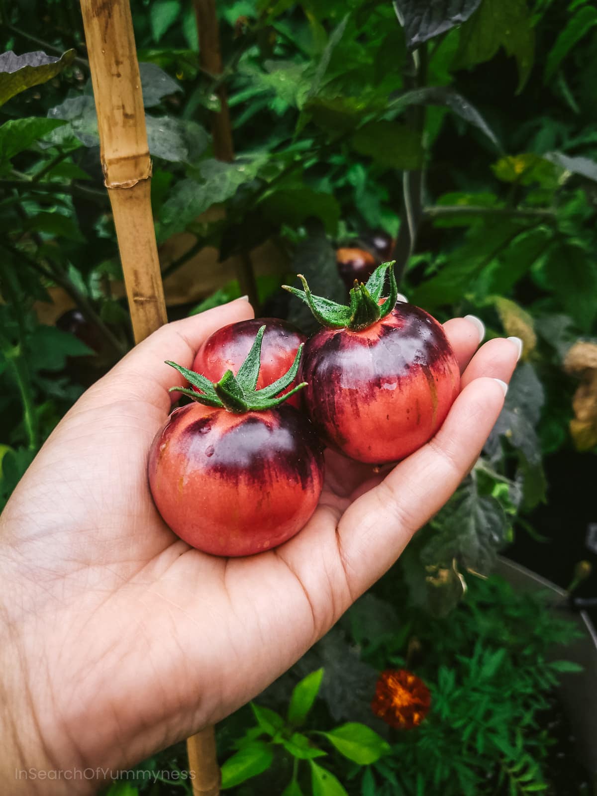 Tomato Fourth of July - Buy Tomato - Slicer Edibles Online