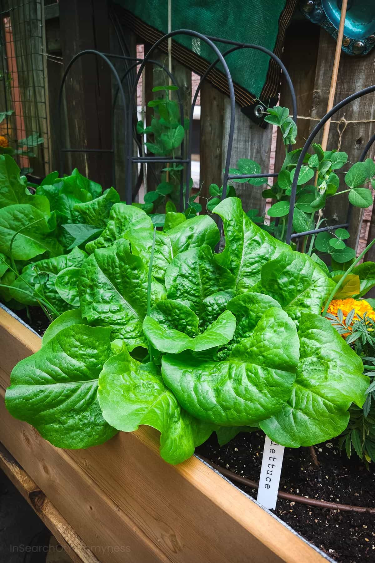 Lettuce Head Growing