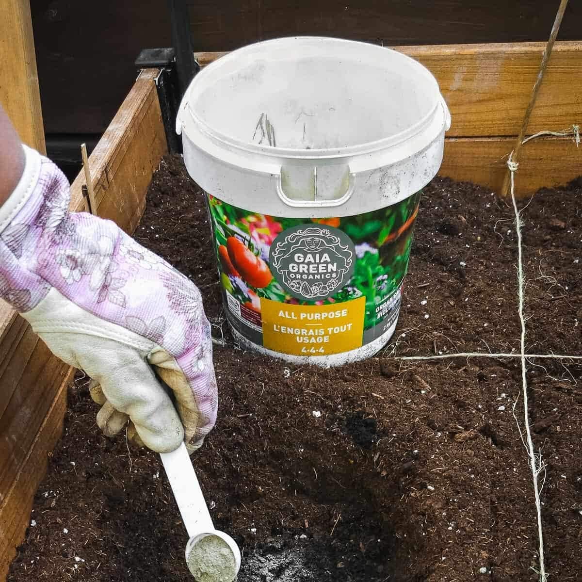 A gloved hand sprinkling in a spoonful of Gaia Green All Purpose Organic fertilizer into soil.