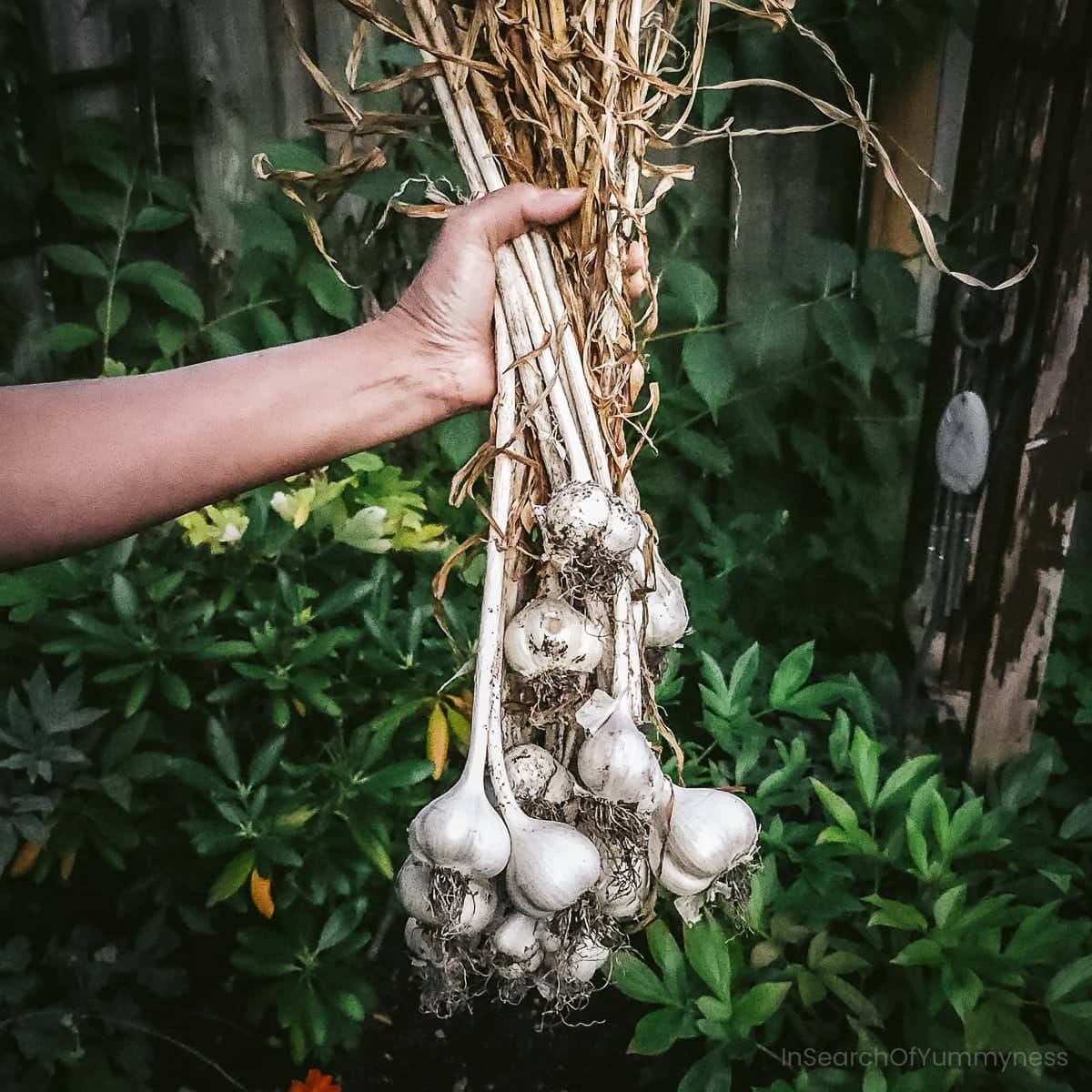 A hand holding the stalks of a bunch of garlic that has been cured for several weeks and is now dry.