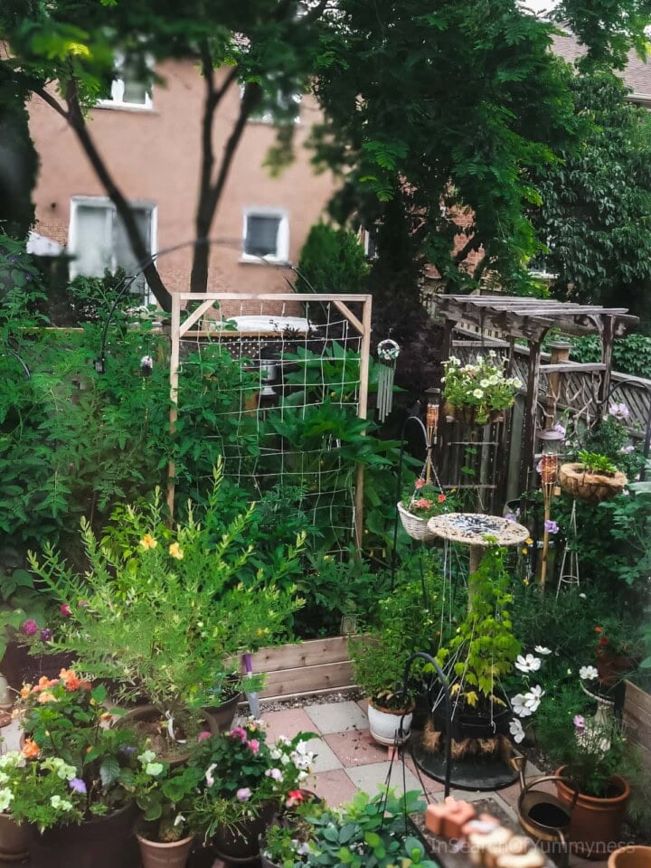 A lush backyard garden with a variety of vegetable plants and flowers.