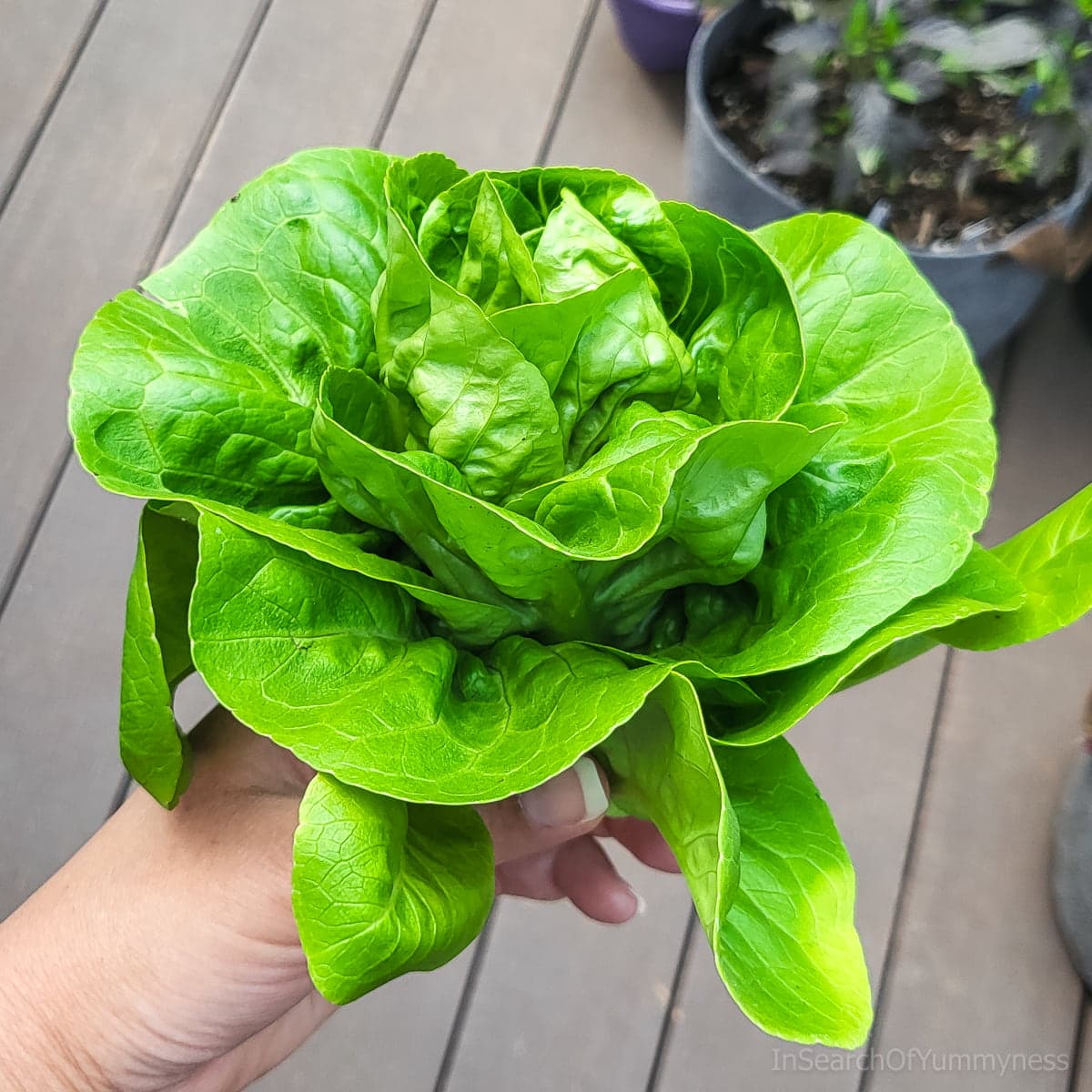 Someone holding a large Buttercrunch lettuce that was freshly harvested from a backyard garden.