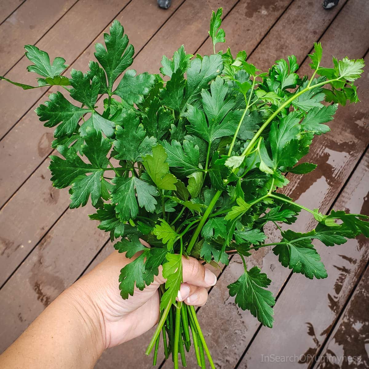 A hand holding a bunch of freshly picked dark green Italian flat-leaf parsley.