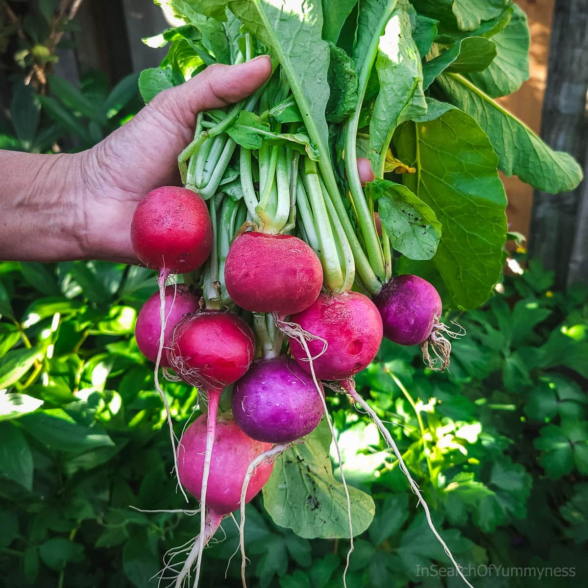 A hand holding a bunch of Easter Egg II radishes freshly picked from a backyard garden.