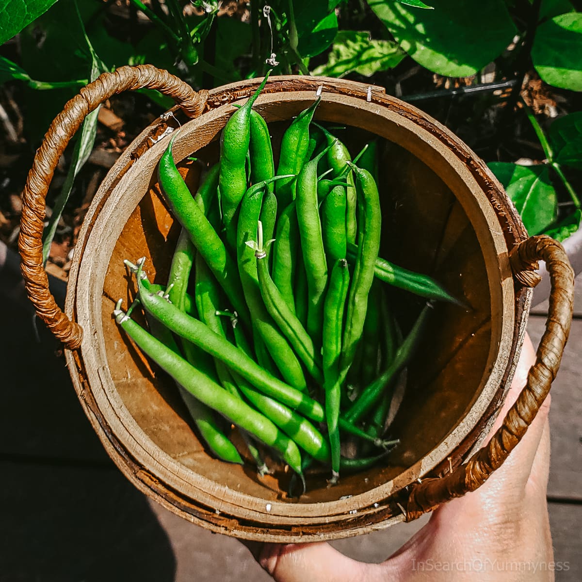 Maxibel fillet green beans in a basket in a backyard.