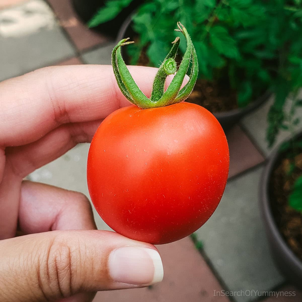 A hand holding a large Mountain Magic tomato in a backyard garden.