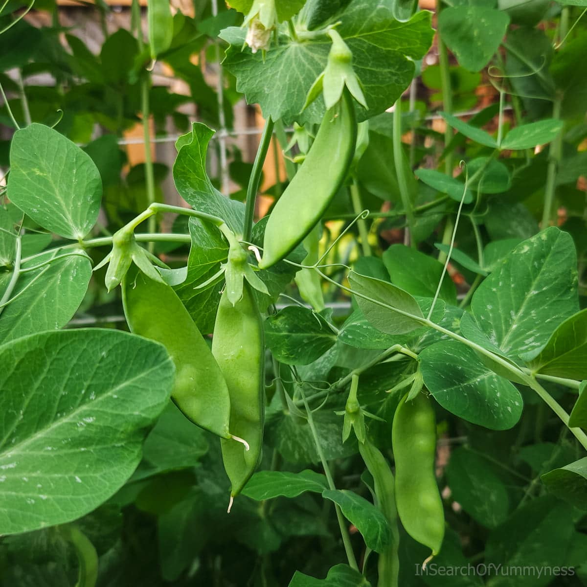Several Oregon Sugar Pod II snow peas growing on a vine on a string trellis.