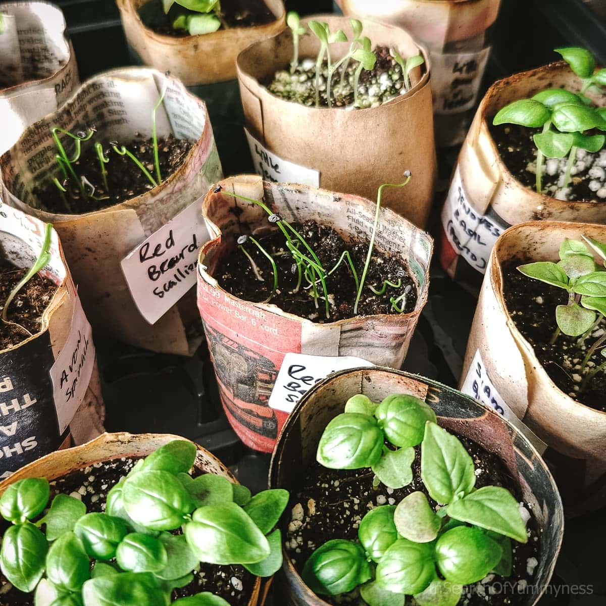 Severall paper pots on a black seedling tray.
