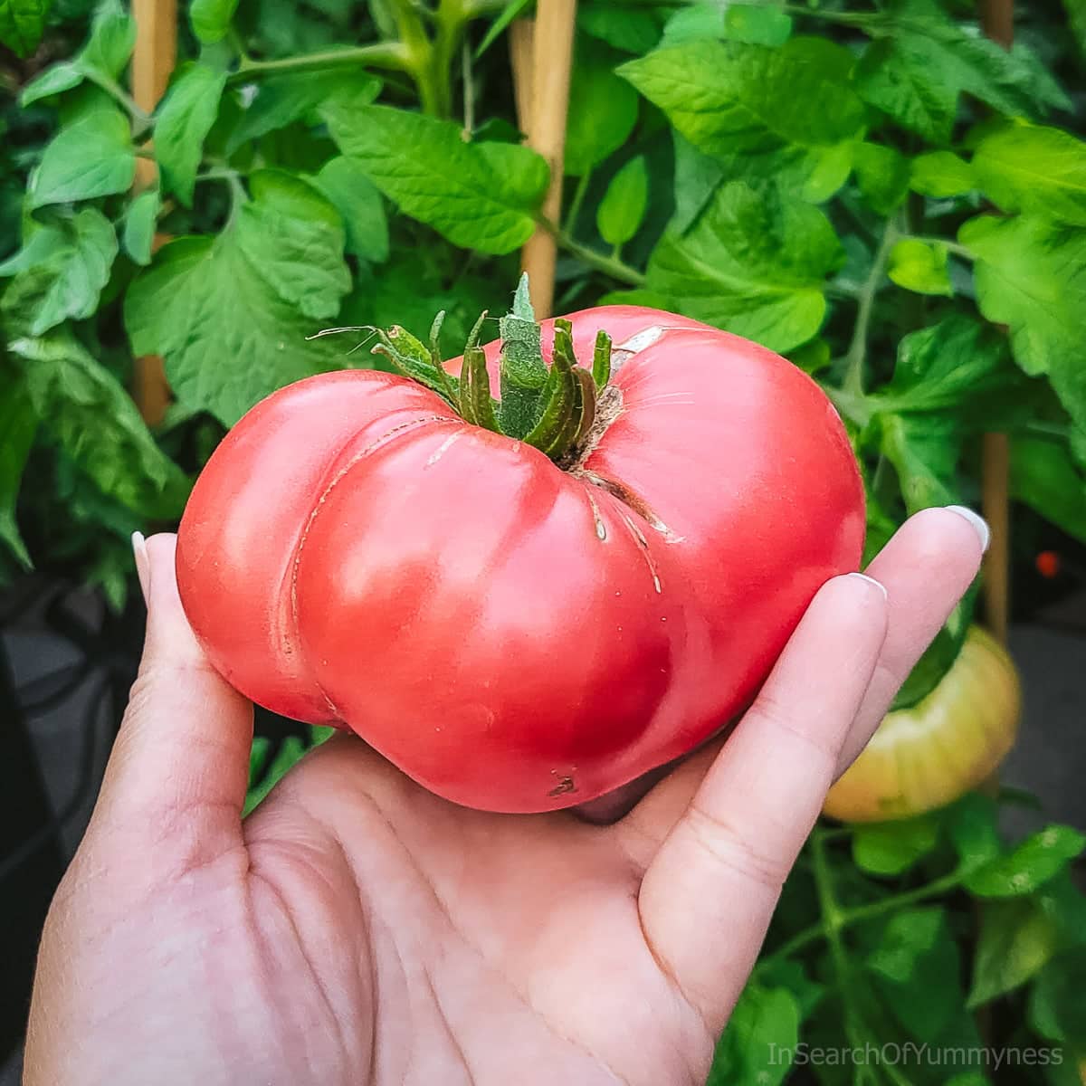 A hand holding a large freshly-picked Pink Brandywine tomato in a backyard garden in Ontario, Canada.