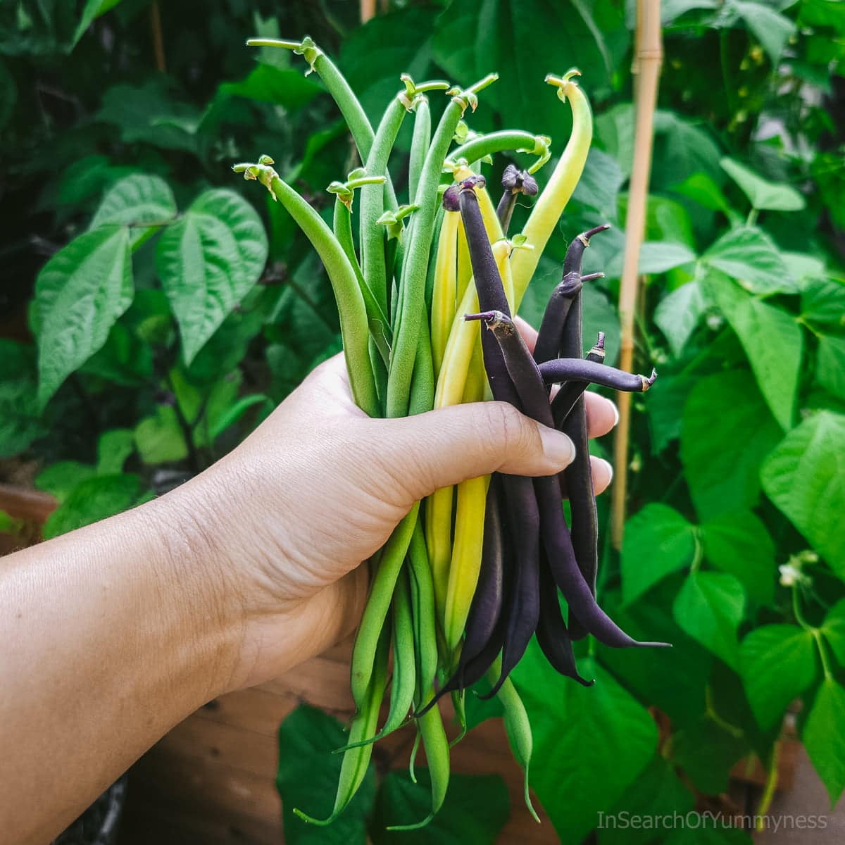A hand holding several tricoloured beans in front of a raised bed.