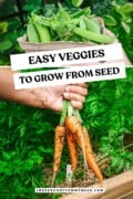 A paper carton full of garden fresh green peas and a hand holding a bunch of carrots in a backyard garden. Text overlay says "Easy Veggies to Grow from Seed".
