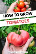 A hand holding cherry tomatoes and another holding a large beefsteak tomato in a backyard garden. Text overlay says "How to Grow Tomatoes".