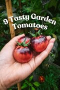 A hand holding three black strawberry tomatoes. Text overlay says "9 Tasty Garden Tomatoes".