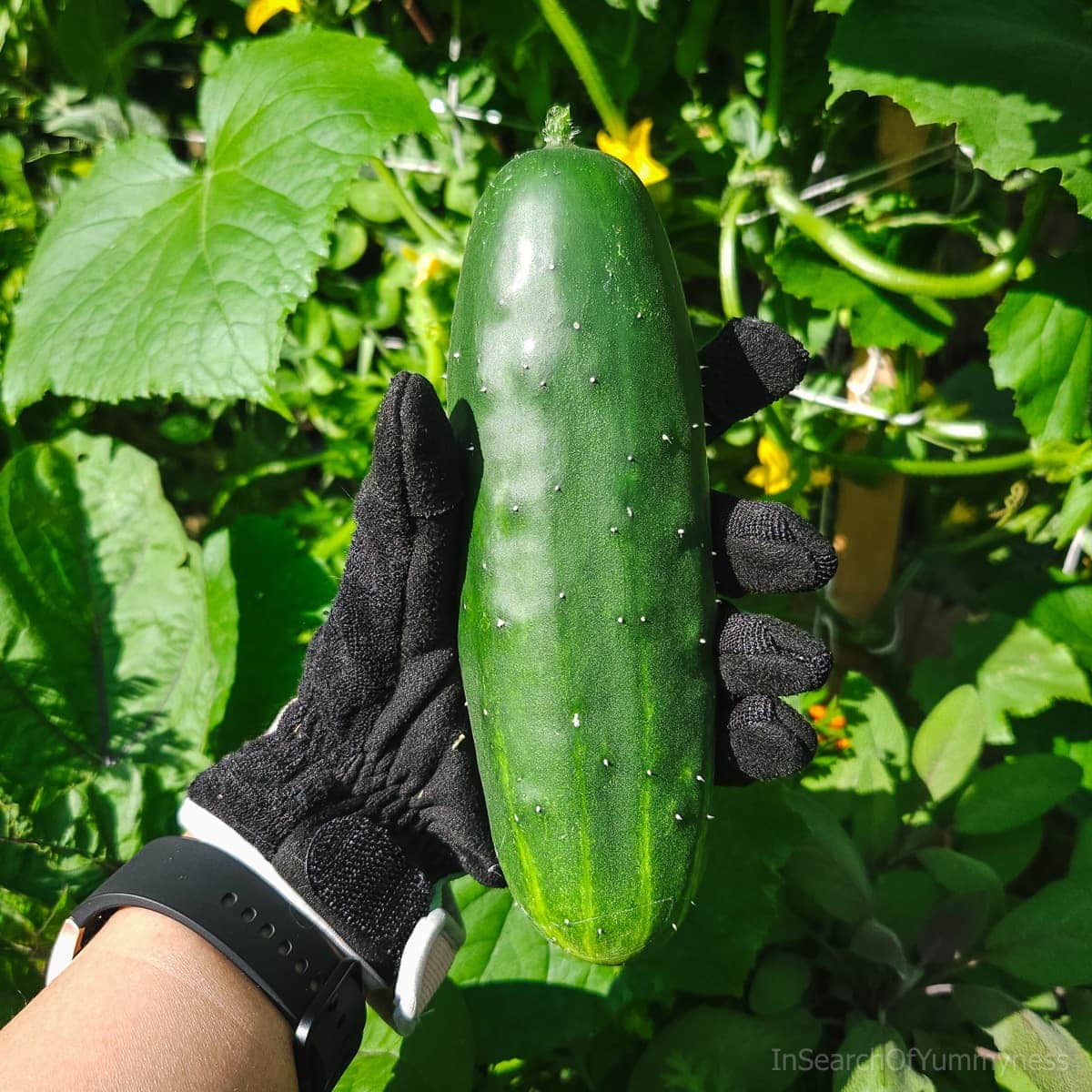 A hand wearing a black gardening glove holding a freshly picked Marketmore cucumber from a backyard garden.